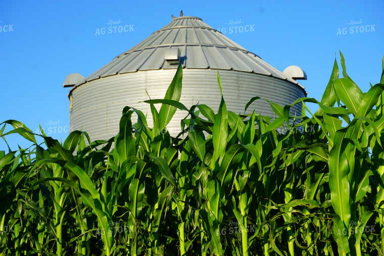 Corn Field and Grain Bins 148001