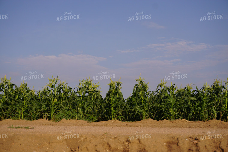 Corn Field 148003