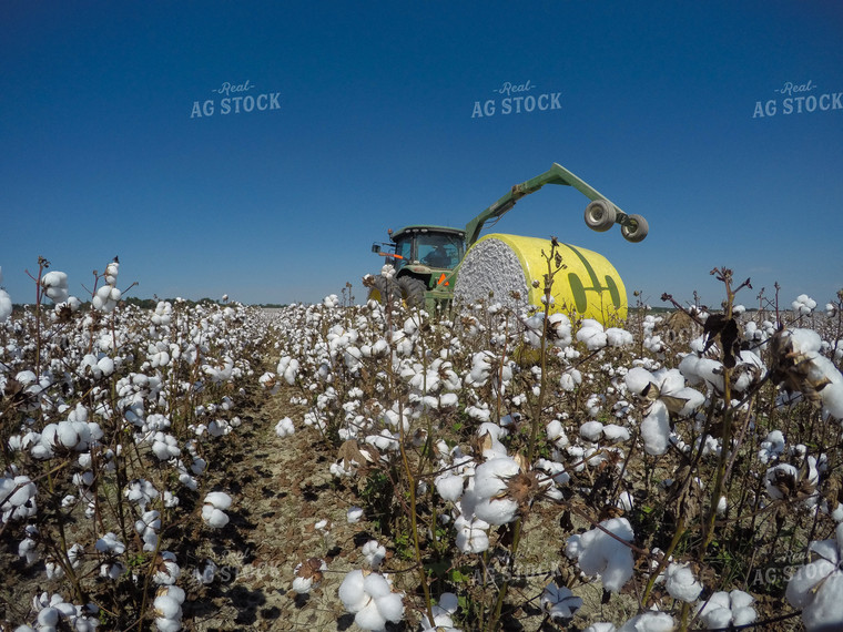 Cotton Harvest 149007