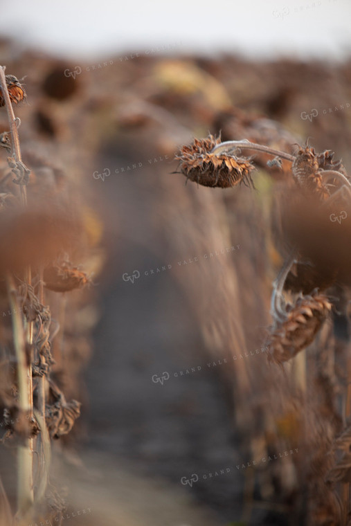 Sunflowers 2105