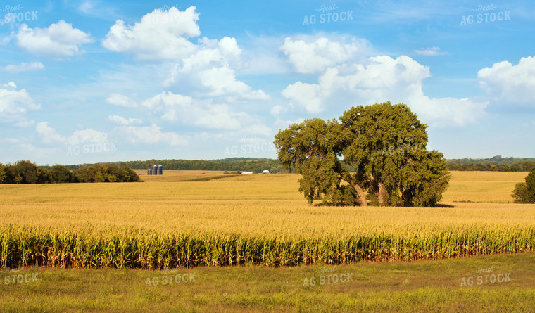 Corn Field 150002