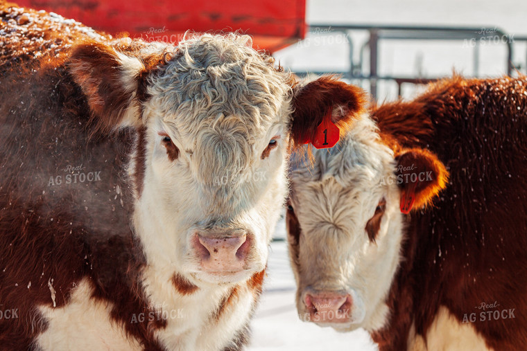 Hereford Cattle 150012