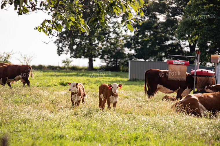 Hereford Calves 150013