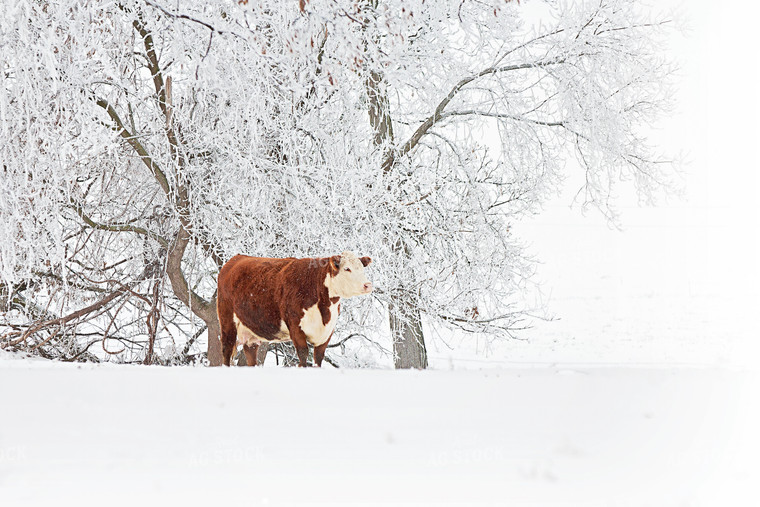 Hereford Cattle 150014