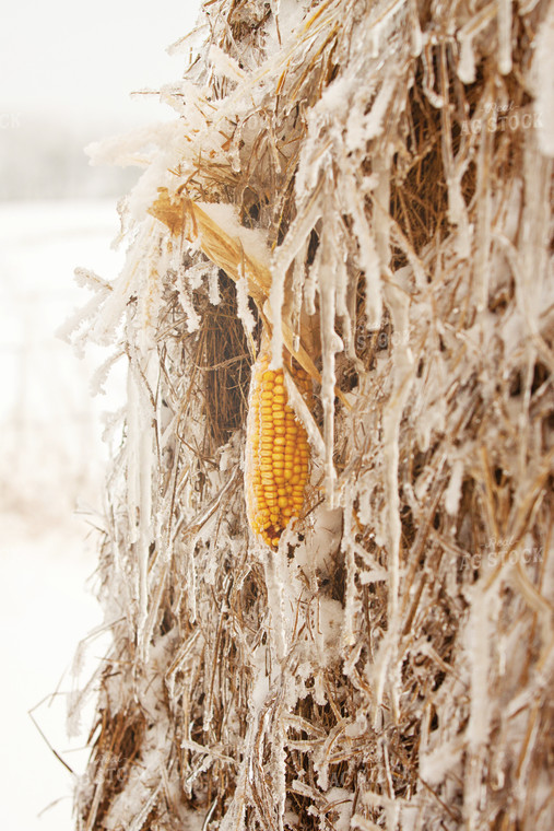 Dried Corn 150016