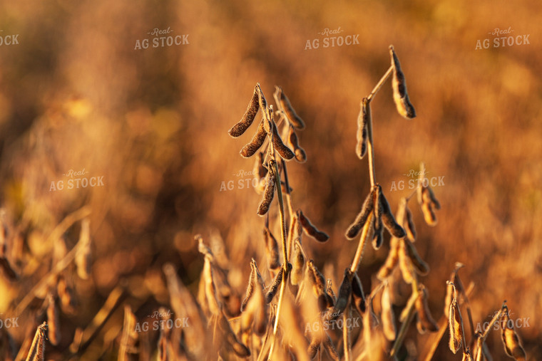 Dried Soybeans 150017
