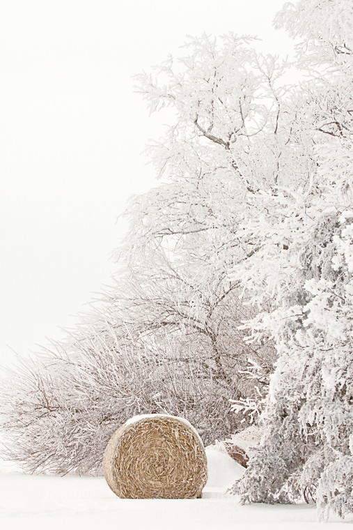 Hay Bale in Winter 150018