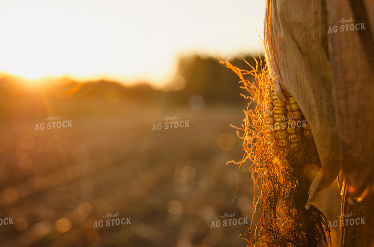 Mature Ear of Corn 137034