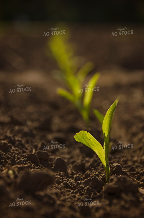 Early Growth Corn 137037
