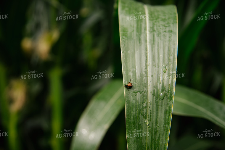 June Beetle 137042