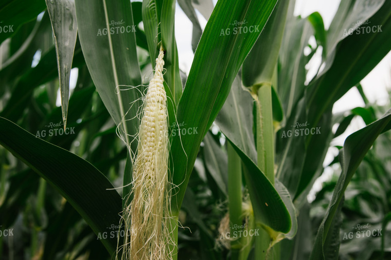 Silking Ear of Corn 137044