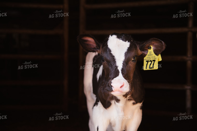 Holstein Calf 137047