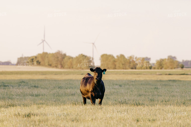 Black Angus Cattle on Pasture 68196