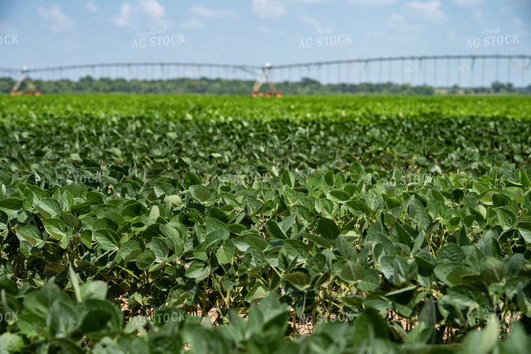 Irrigated Soybeans 91052