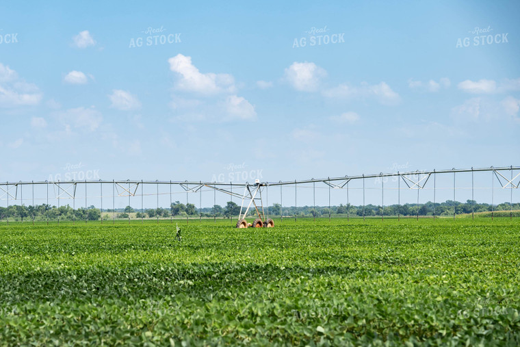 Irrigated Soybeans 91053