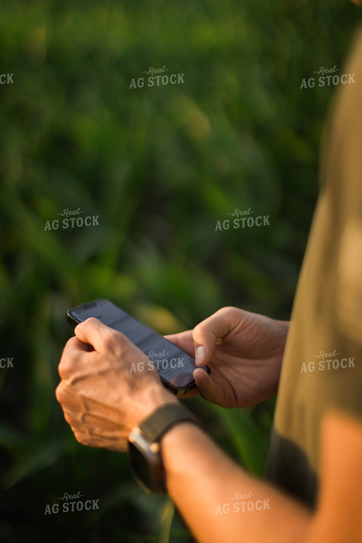 Farmer Using Phone in Corn Field 8160