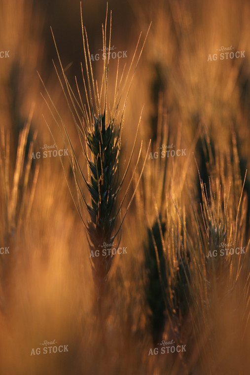 Wheat Head 139014