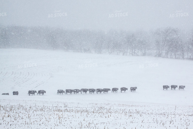 Cattle in Snow 145011