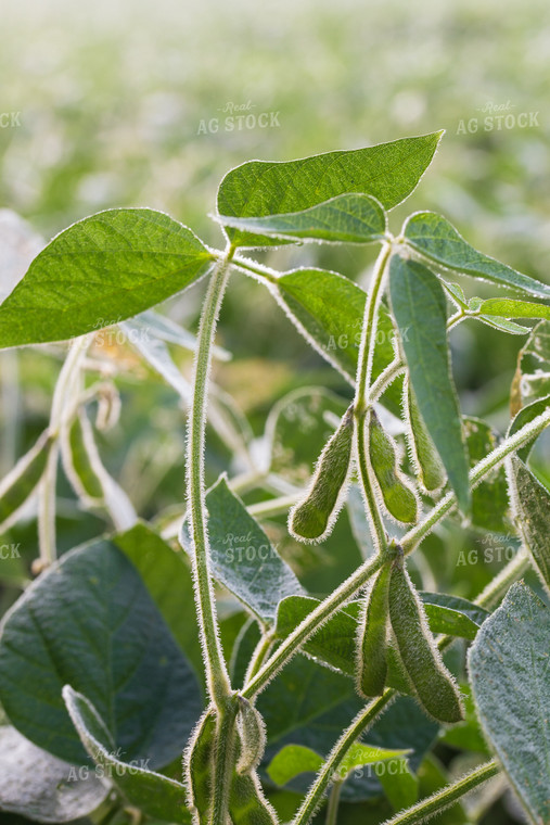 Soybean Pods 145013