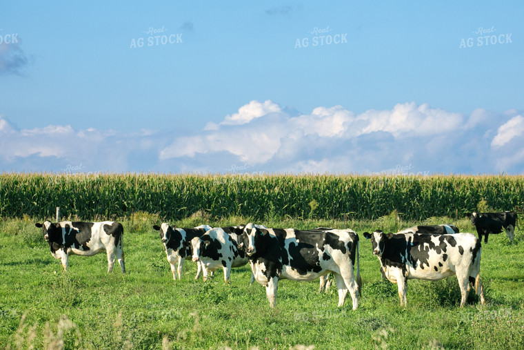 Holstein Cattle on Pasture 145018