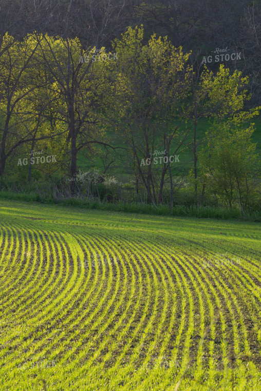 Early Growth Hay Field 145020