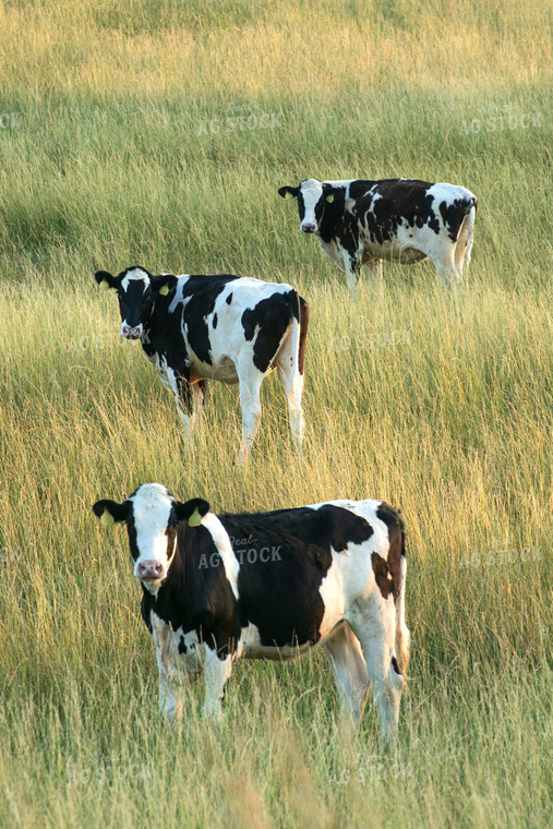 Holstein Cattle on Pasture 145024