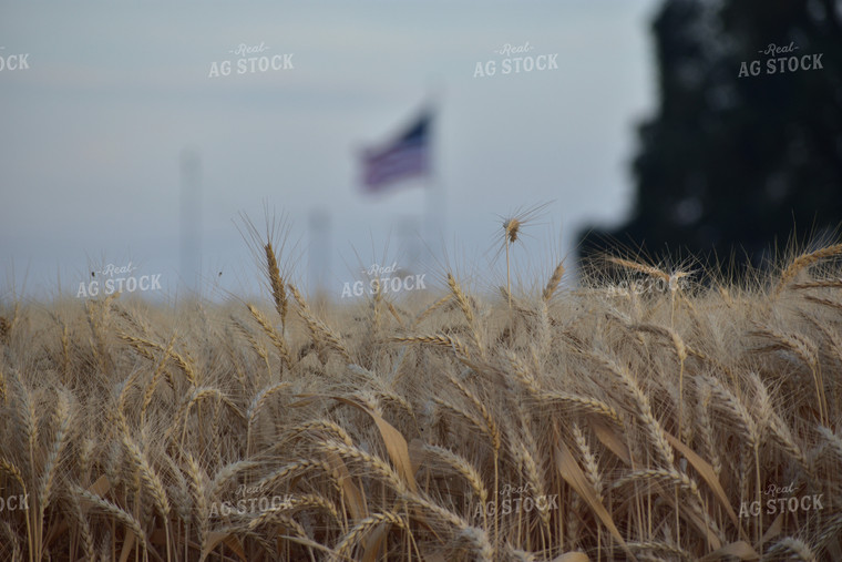 Wheat Field 144008