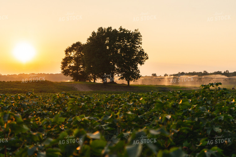 Irrigated Cotton Field 128041