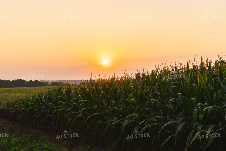 Corn Field at Sunset 128042
