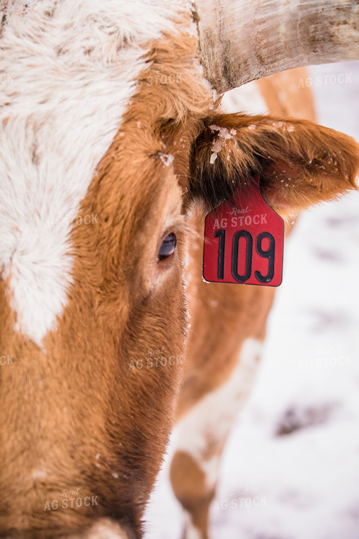 Eye of Longhorn Cattle 147010
