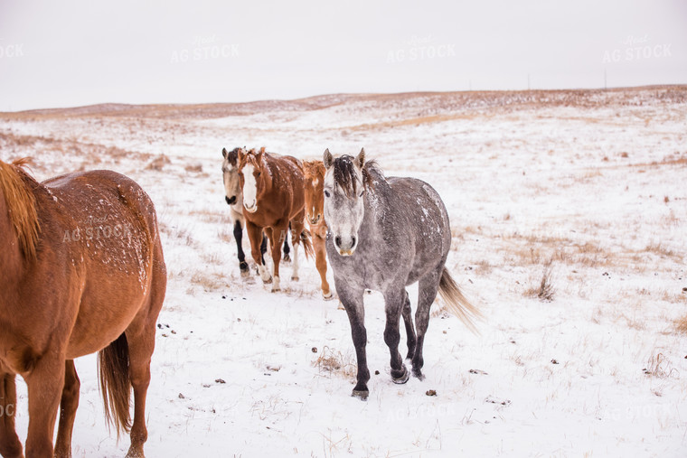 Horses on Snowy Pasture 147011