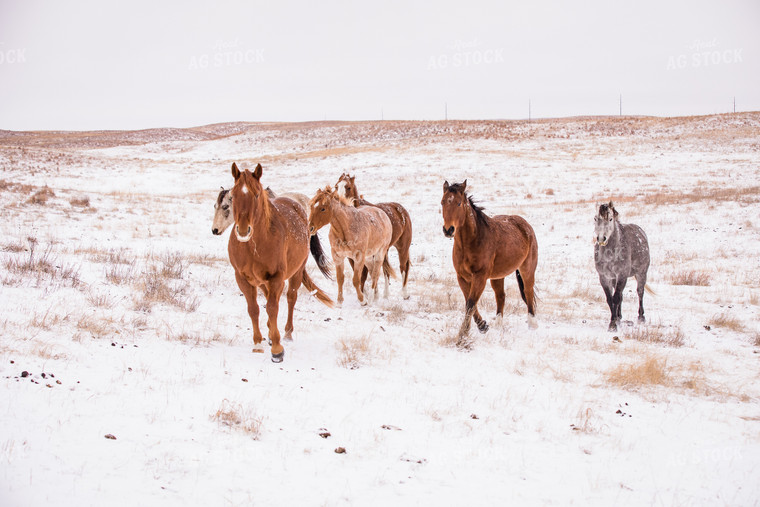 Horses on Snowy Pasture 147012