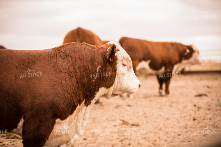Hereford Cattle 147013