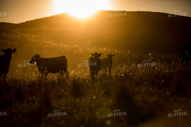Black Angus Cattle on Pasture 147016