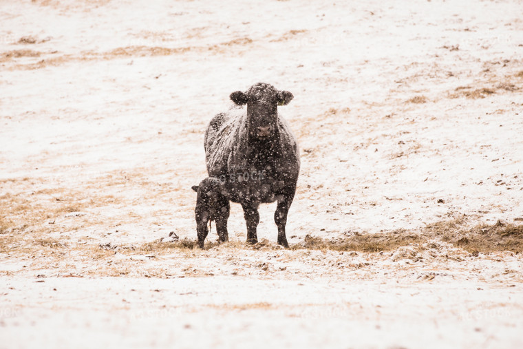 Black Angus Cow Calf Pair on Snowy Pasture 147018