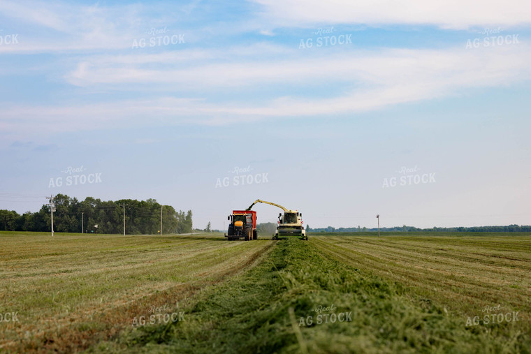 Chopping Silage 152006