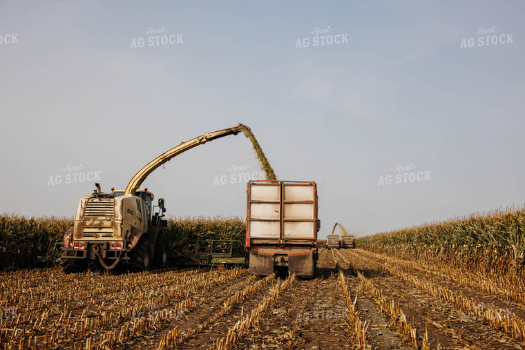 Chopping Corn Silage 152024