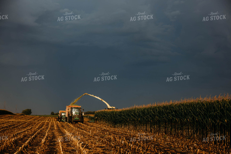 Chopping Corn Silage 152038