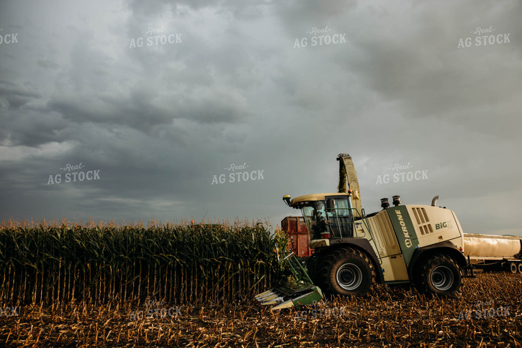 Chopping Corn Silage 152040