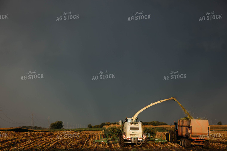 Chopping Corn Silage 152042