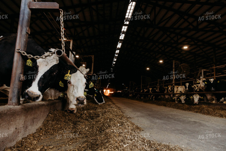 Holstein Cattle in Open Air Dairy Barn 152055