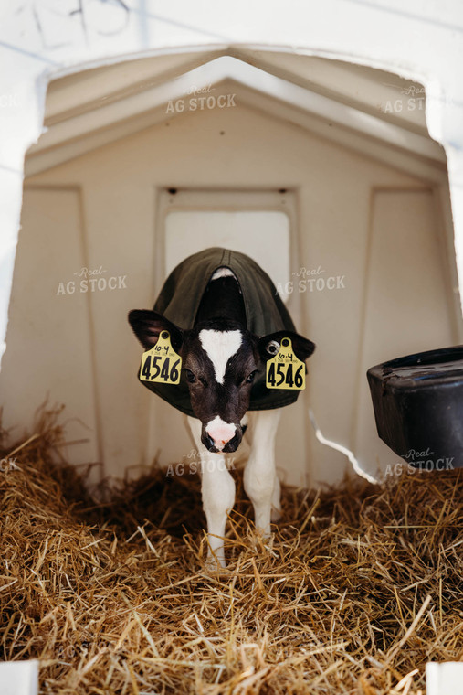 Holstein Calf in Hutch 152078