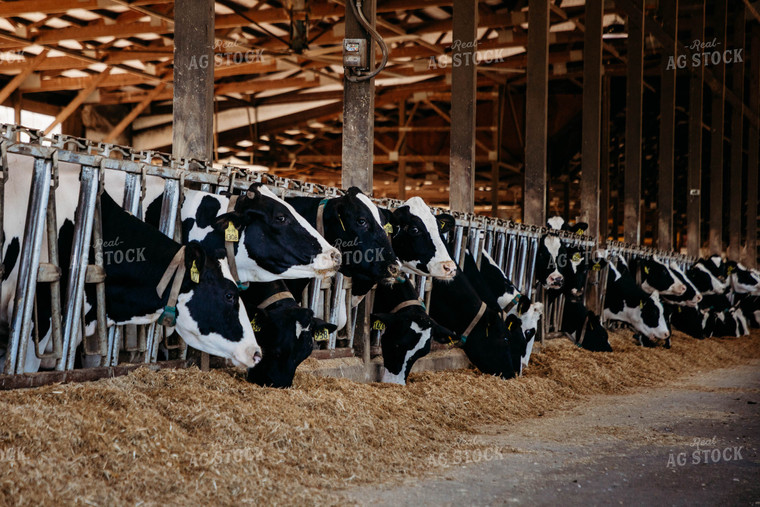 Holstein Cattle in Open Air Dairy Barn 152081
