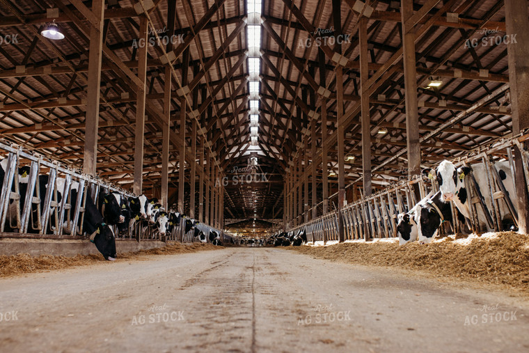 Holstein Cattle in Open Air Dairy Barn 152085