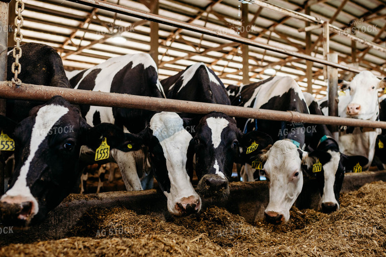 Holstein Cattle in Open Air Dairy Barn 152089