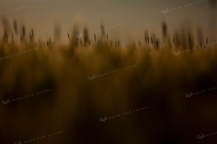 Wheat 2134
