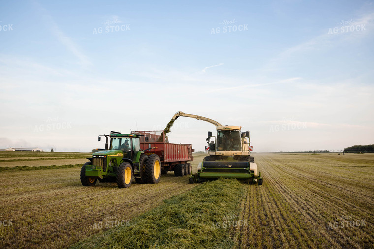 Chopping Silage 152128