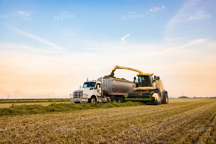 Chopping Silage 152136