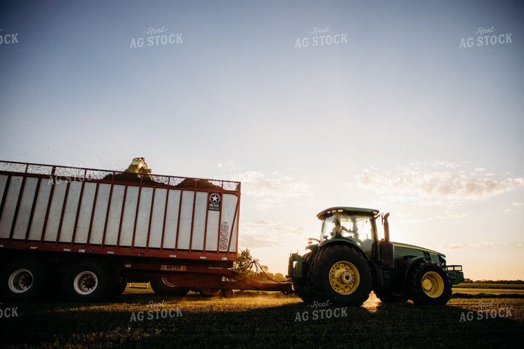 Chopping Silage 152152