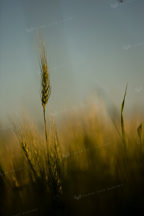 Wheat 2137